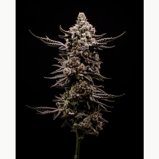 Heartland Farms - Grapes N Cream - 1