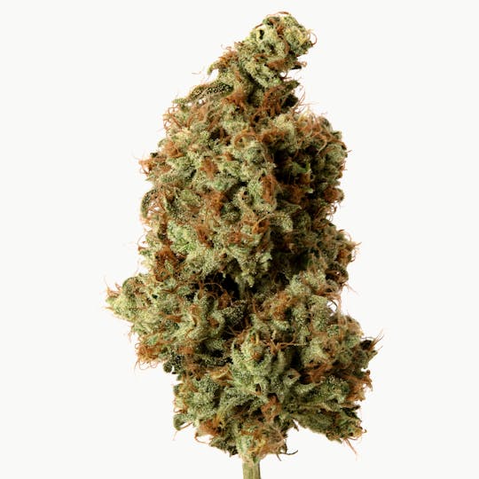 Cannassentials - Dominion G - 1
