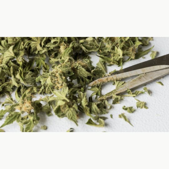 PONO LIFE MAUI - Sour Diesel - Trim 1 oz - 1