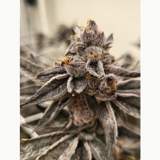 Smoke Weed LA - Smoke Weed LA - Gelato Zkittz 5g - 1