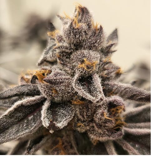 Smoke Weed LA - Smoke Weed LA - Valley Floral 5g - 1