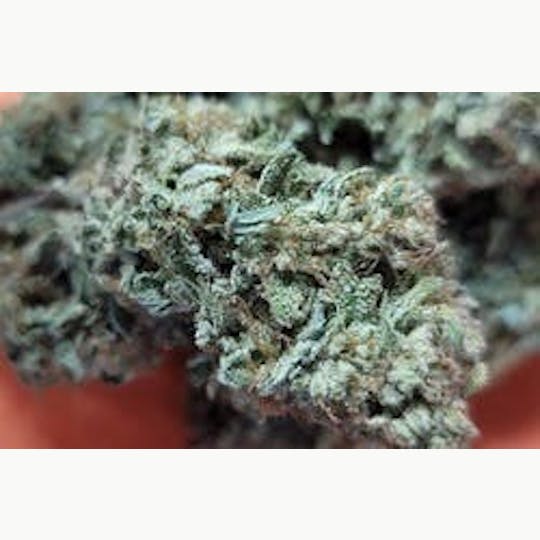 Daedalus Craft Cannabis - $100 Ounce of the Day - Mimosa - 1