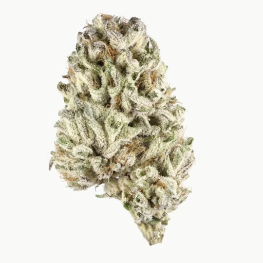 Animal - Banana Pudding- Hybrid- 31.0% THC - 1