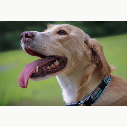 Rugged Roots - Rugged Roots - Dog Collar - 1