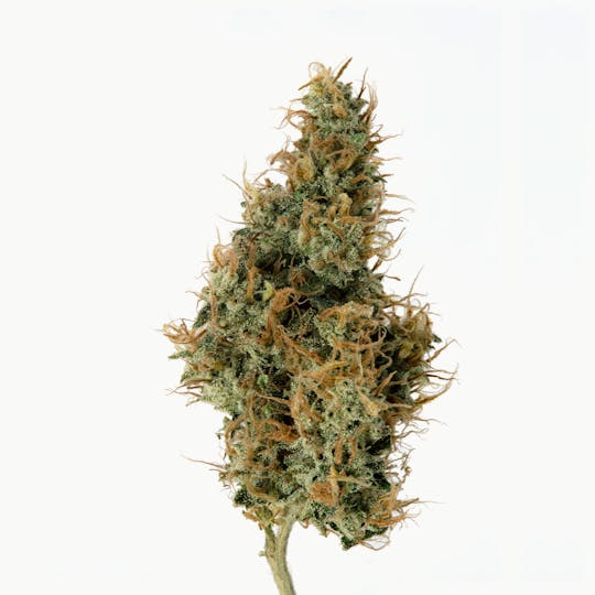 Cannassentials - Twin Peaks - 1