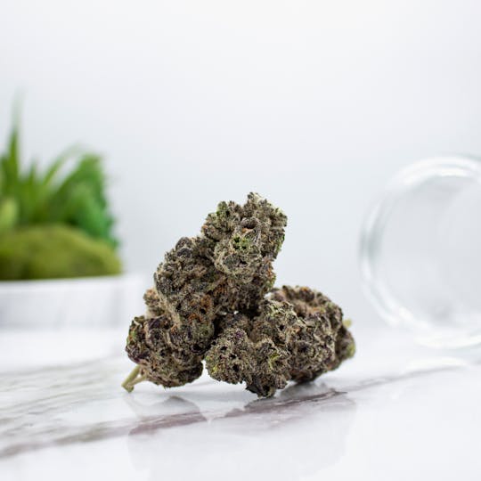 Nura - White Truffle - 1