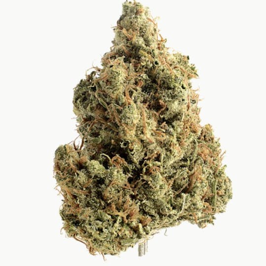 Animal - Amnesia - Sativa - 28.96% THC - 1