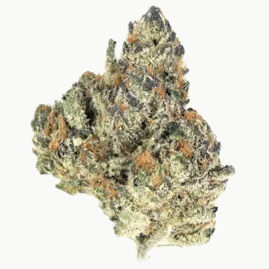 Animal - Orange Cookies - Hybrid - 30.96% THC - 1