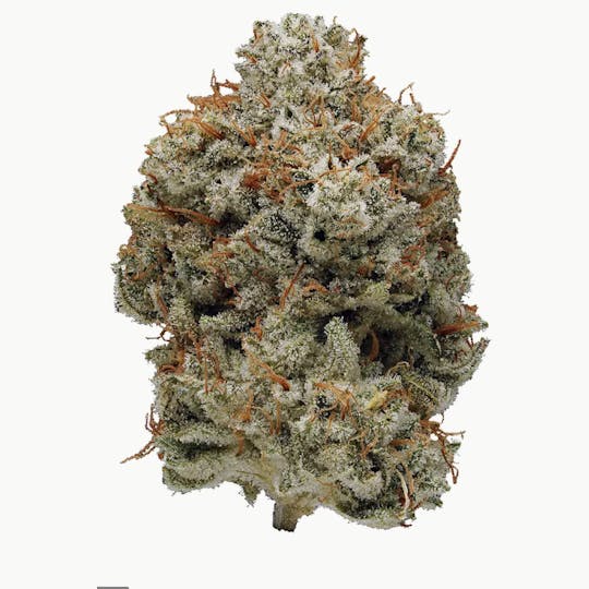 Crazy Glue Strain  Marijuana Doctors