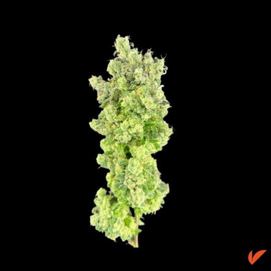 Vertical Cannabis - Gold Dropz - 1