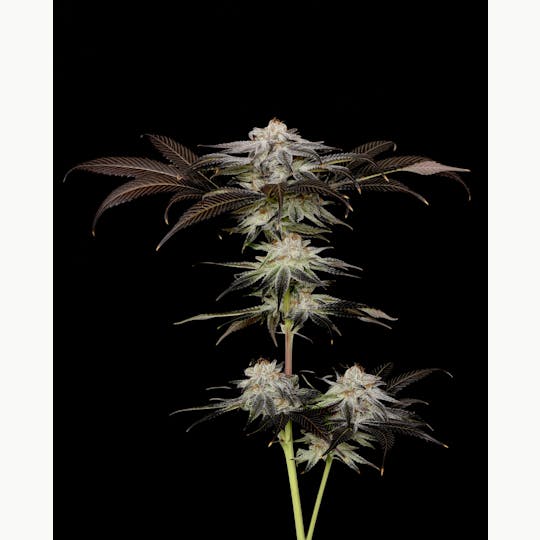 Alaska Cannabis Exchange - Purple Punch Flower - 1