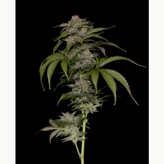 Alaska Cannabis Exchange - Indiana Moonshine Bubble Gum (IMBG) Flower - 1