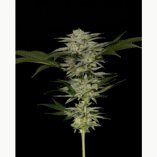 Alaska Cannabis Exchange - Extreme Cream Flower - 1