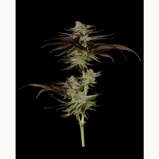 Alaska Cannabis Exchange - Banana Punch Flower - 1