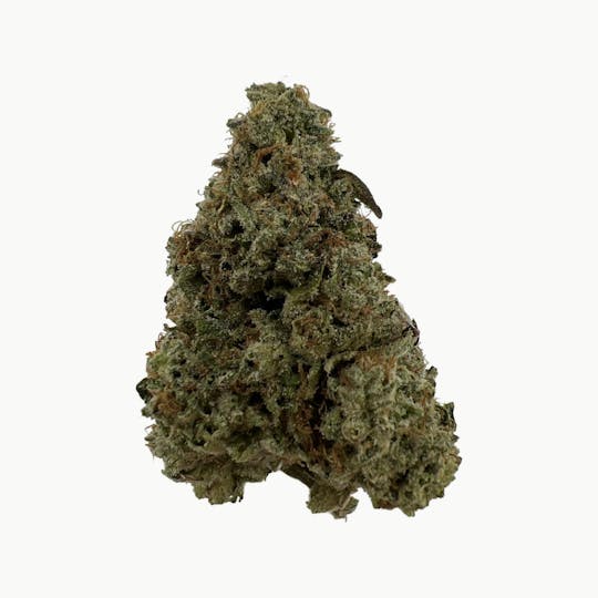 Indico - Triangle Kush/ Tangie - 1
