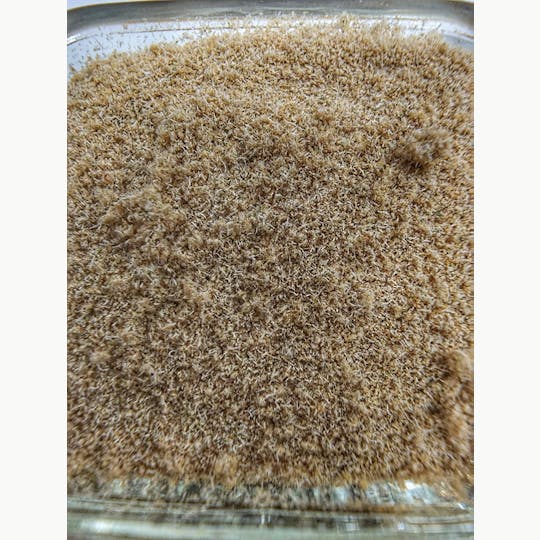 Lake Life Farms - Forbidden Punch 1g Bubble Hash - 1