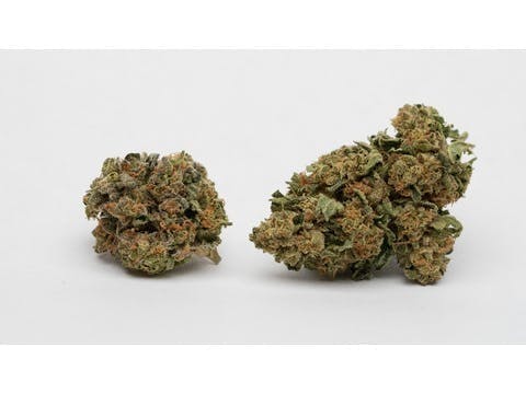 Green Sativa Jack Herer Weedmaps