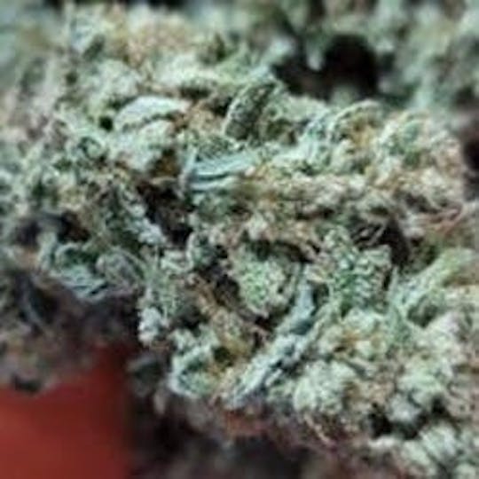 Daedalus Craft Cannabis - $75 Ounce of the Day - Mimosa - SMALLS ONLY - 1