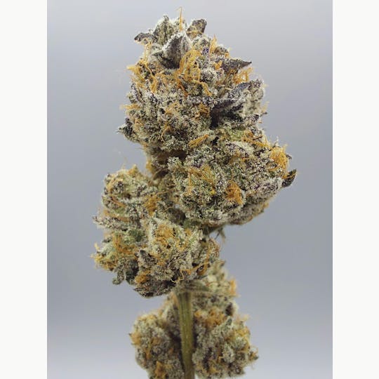 Ripple Wellness - Flower - Tier 3 - Sunset Sherbert - 1