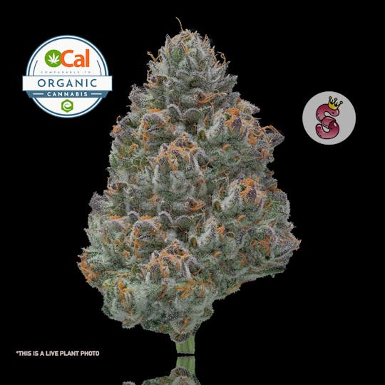 No Till Kings - Larry Strawberry - 1