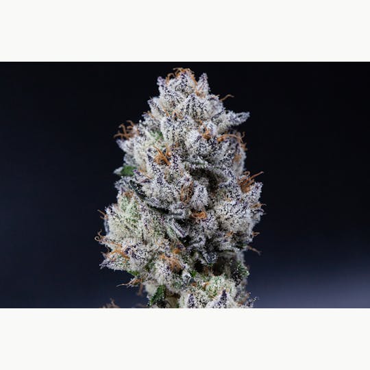 P37 - Gold Dust - 1