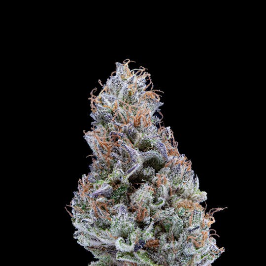 P37 - Orange Beignet - 1