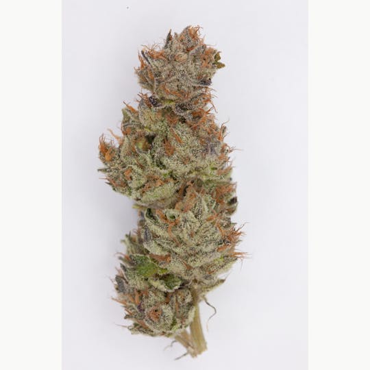 P37 - Yuzu Purple - 1