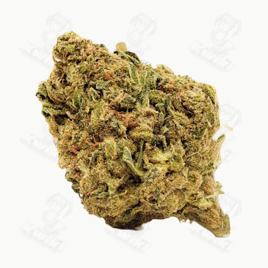 Oro - ANIMAL COOKIES *GREENHOUSE* - 1
