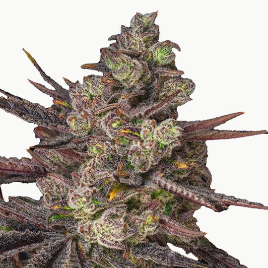 Halcyon Farms - Halcyon Grapes Flower - 1