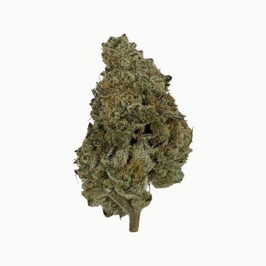 Indico - GMO - 1