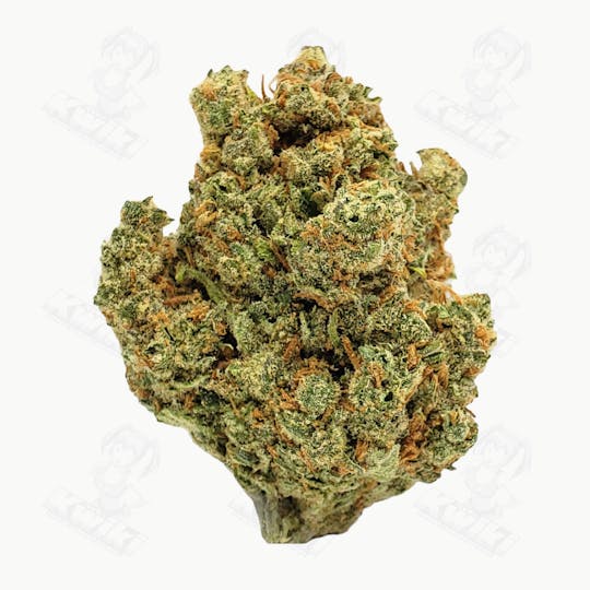 Oro - GALACTIC JACK *ELITE* - 1