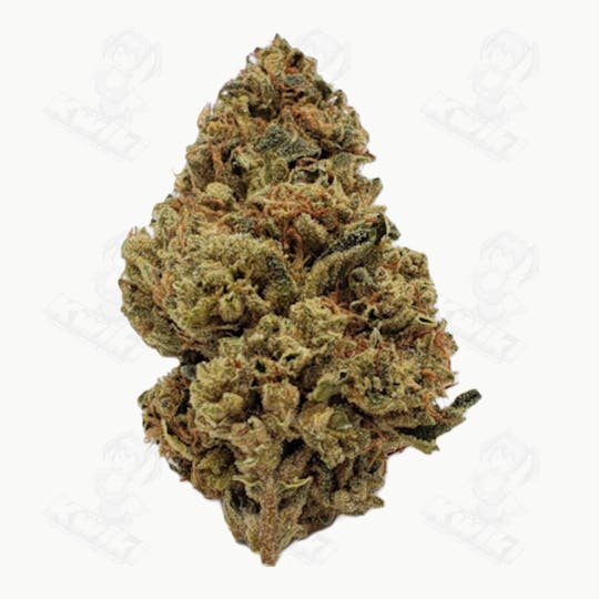 Oro - CHERRY AK *GREENHOUSE* - 1