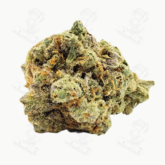 Oro - GELATO 41 *EXOTIC* - 1