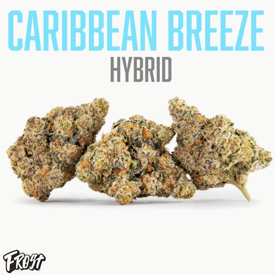 Frost - Caribbean Breeze (32% THC Hybrid) - 1