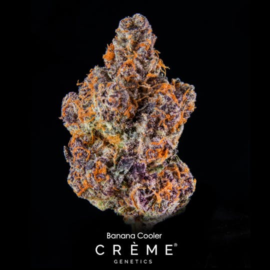 Crème Genetics - Banana Cooler (25% THC Hybrid) - 1