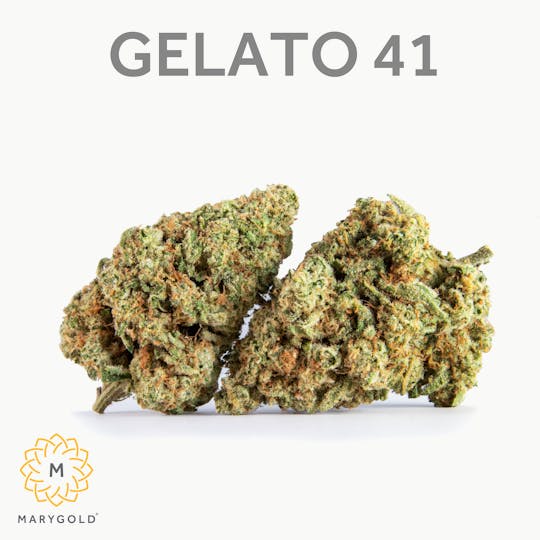 Marygold - Gelato 41 3.5g (27% THC Hybrid) - 1