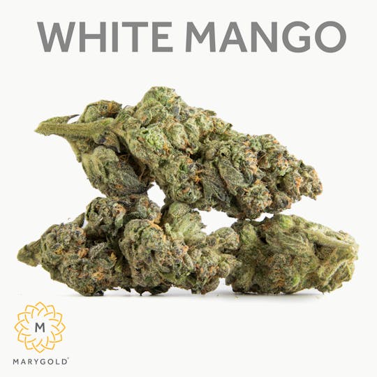 Marygold - White Mango 14g (Indica 29%THC) - 1