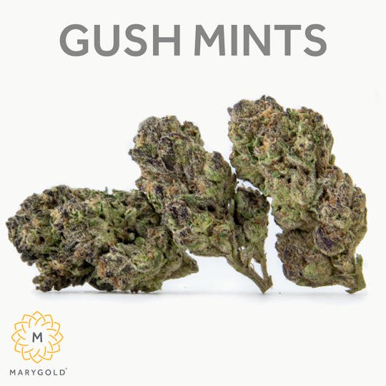 Marygold - Gush Mints 3.5g (Indica 28% THC) - 1