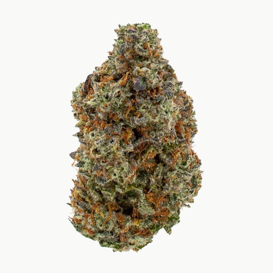 Nura - Wicked Master Stardawg - 1