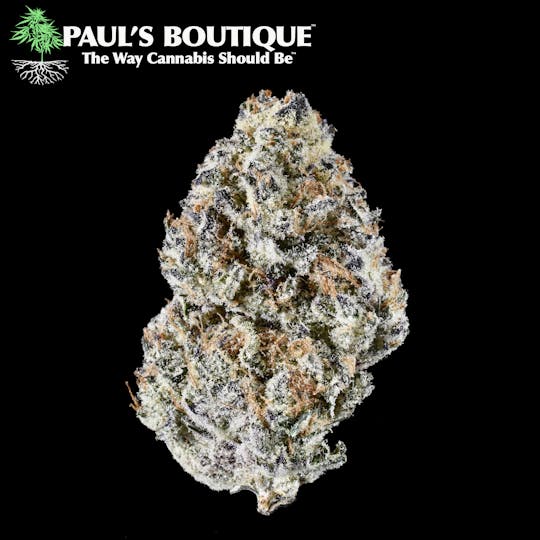 Paul's Boutique - Black Garlic - 1
