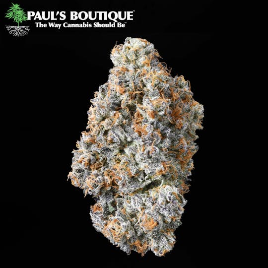 Paul's Boutique - Gelato 41 - 1