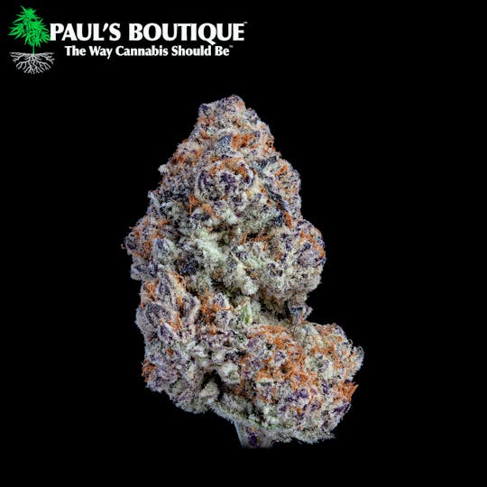 Paul's Boutique - Purple Punch - 1