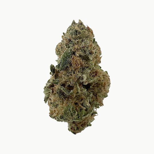 Indico - Grape Pie- Indico - 1