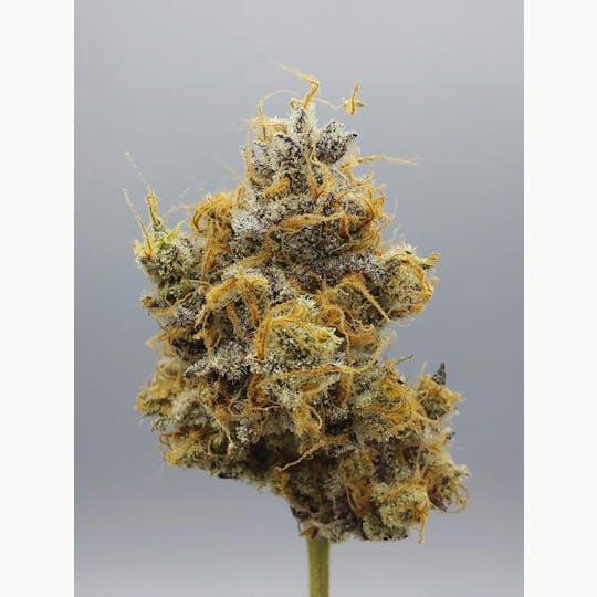Ripple Wellness - Flower - Tier 3 - Second Breakfast #1 - 1