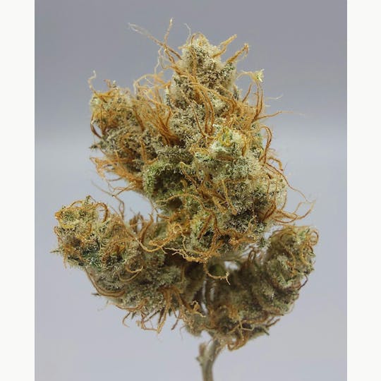 Ripple Wellness - Flower - Tier 3 - Super Craze #5 - 1