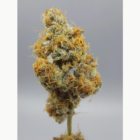 Ripple Wellness - Flower - Tier 3 - Truffle Butter - 1