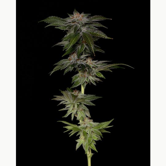 Alaska Cannabis Exchange - GrandDaddy Banner Flower - 1