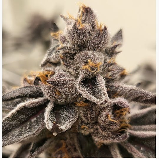 Smoke Weed LA - Smoke Weed LA - White Runtz 1g - 1