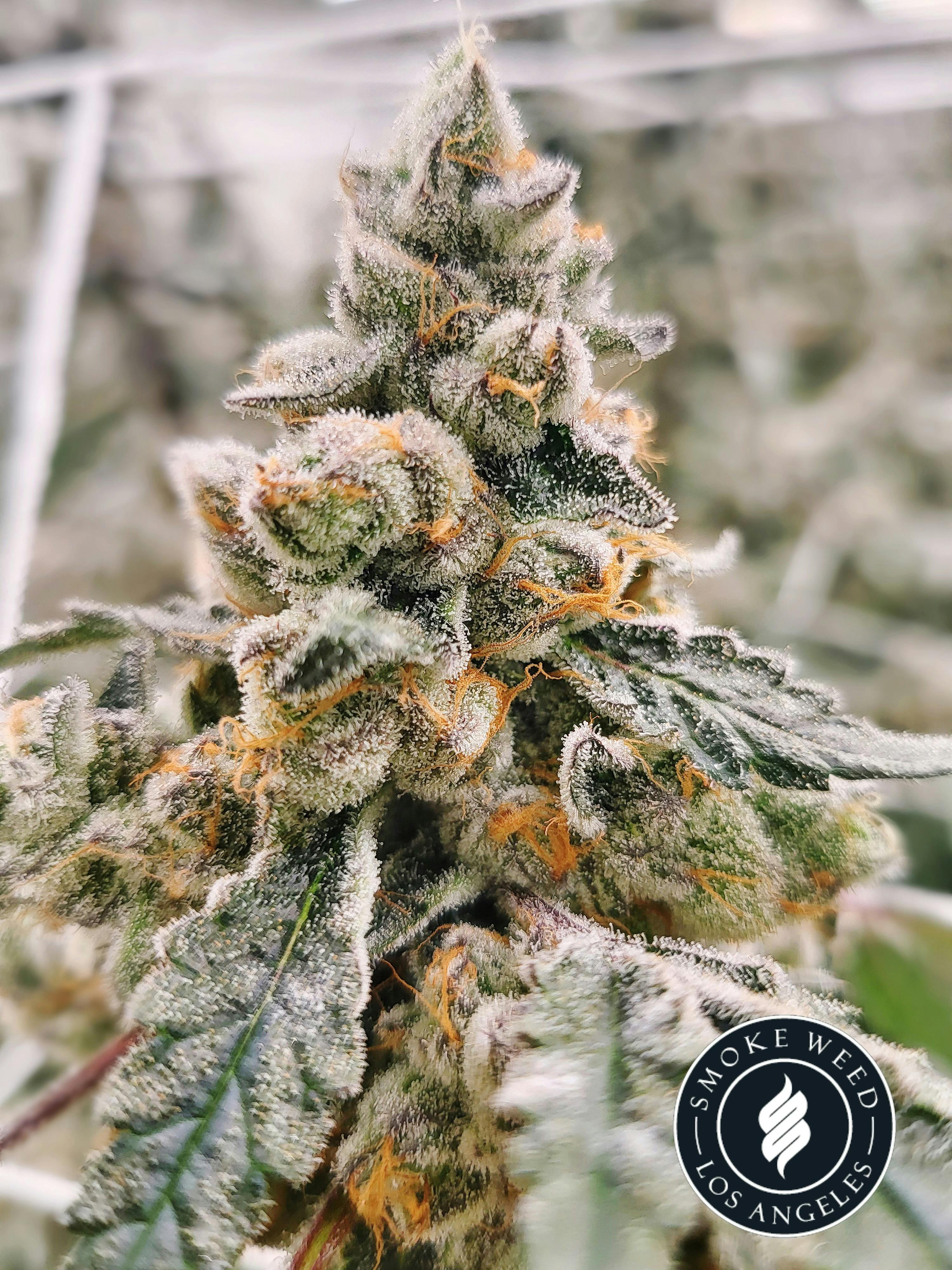 Smoke Weed LA - Smoke Weed LA - Blow Pops 3.5g - 1