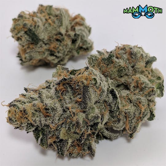 Mammoth Inc - Scooby Snacks 1g Preroll - 1